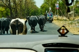 Traffic often moves at the speed of the slowest cow. Then, there will be an opening and the cars will scoot by them.